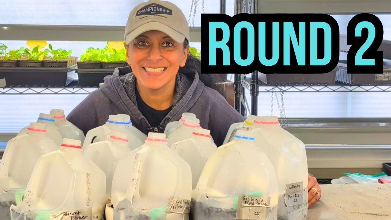 Простой и недорогой способ посева семян — зимний посев, 15 контейнеров.