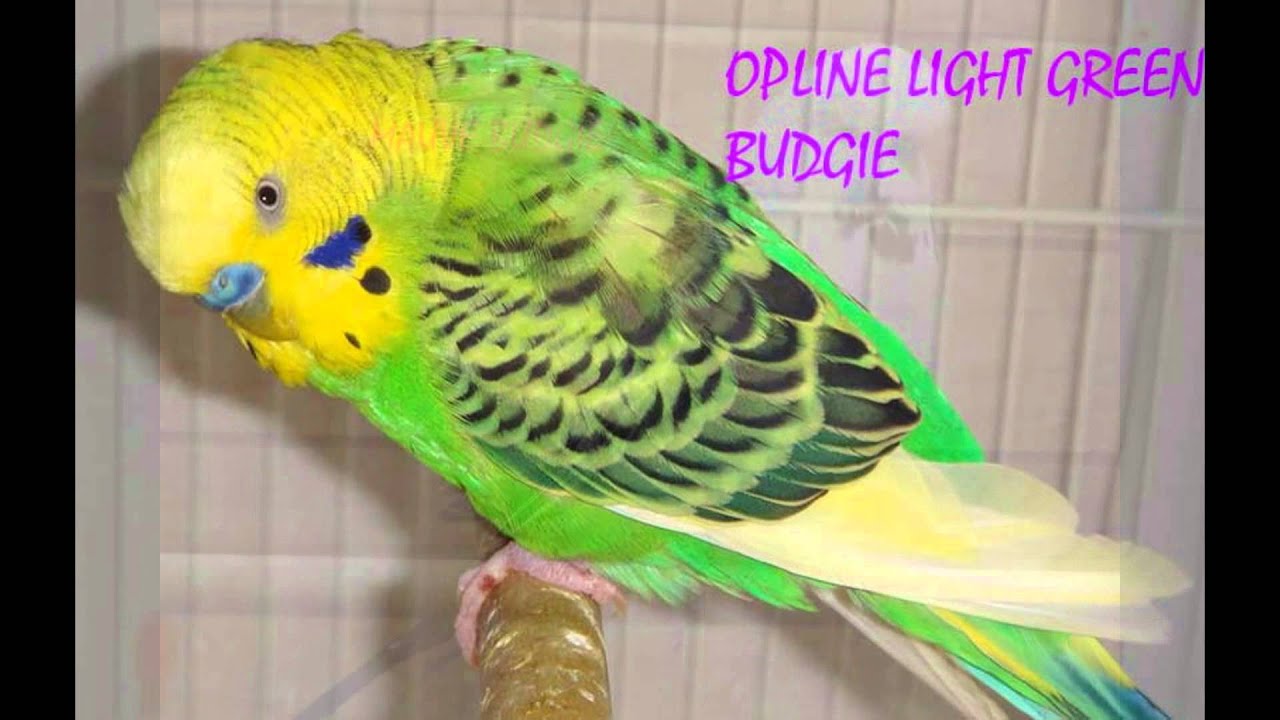 Budgie Colours Chart