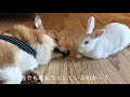 ウサギはコーギーにチュウしたい!? Rabbit wanna kiss Corgi dog...??