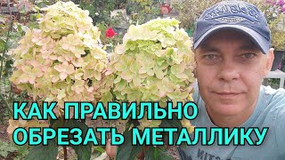 видео: Как обрезать метельчатую гортензию в зависимости от региона на примере сорта Металлика🌸 #garden картинка: Как обрезать метельчатую гортензию в зависимости от региона на примере сорта Металлика🌸 #garden