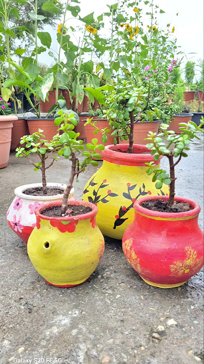 Jadoo of Bonsai in Soil Pot | Terrace Garden Decoration Ideas #ytshorts