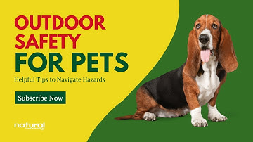 Outdoor Safety for Pets: Helpful Tips to Navigate Hazards