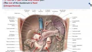 Anatomy of the Small Intestine (1) - The Duodenum - Dr. Ahmed Farid
