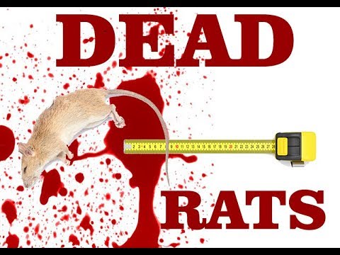 RACUN TIKUS MURAH - REVIEW RACUN TIKUS MAO WANG RACUN TIKUS MURAH - REVIEW RACUN TIKUS MAO WANG