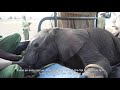 Rescue of Orphaned Elephant Taabu | Sheldrick Trust