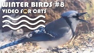 Video For Cats To Watch: Winter Birds #8. Bird Video For Cats.