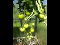 Пикирую рассаду томатов и перцев