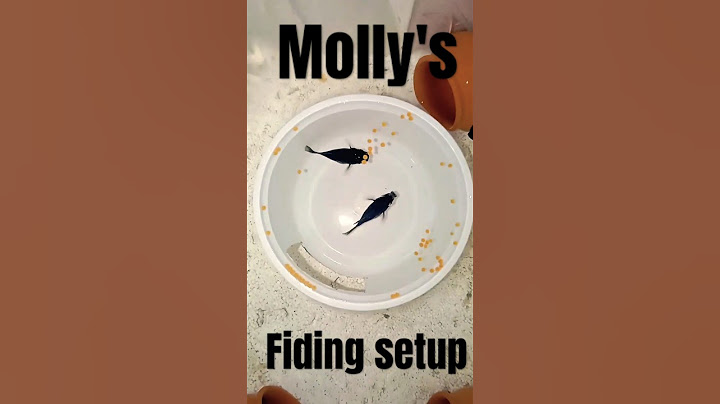 || How to make feeding setup for molly fish ||🐠#short #mollyfish #fish #aquarium #biriding