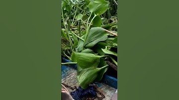 Câu cá cồn ấu #fishing