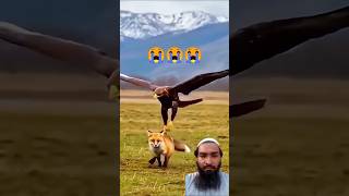 Qari hamid ali zada surah al takwir | beautiful Quran recitation |