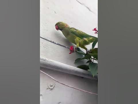 #parrots #youtube - YouTube