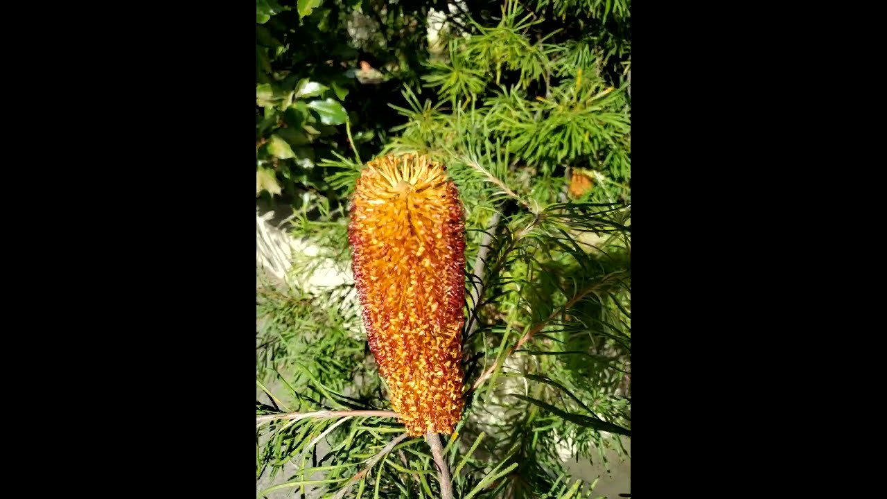 Australian Native Banksia Ericifolia Youtubeshorts Shorts Shortsvideo