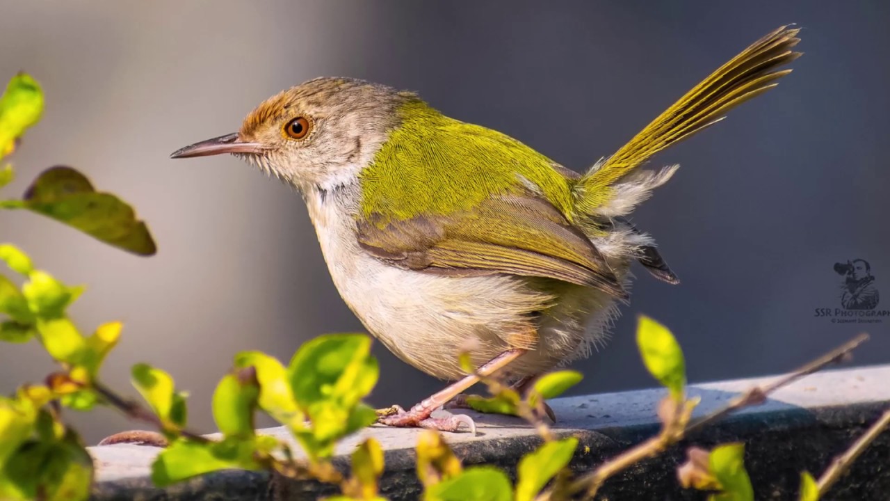 BIRD PHOTOGRAPHY NIKON D5300 NIKKOR 70 300mm YouTube BIRD PHOTOGRAPHY NIKON D5300 NIKKOR 70 300mm YouTube