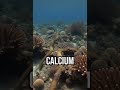 Discover the ocean's secret! #MarineLife #OceanHealth