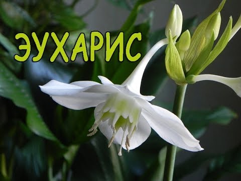 Видео: Гэрийн нөхцөлд Eucharis ургах