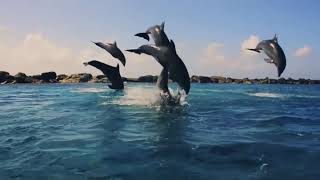 Dolphin Academy Curacao ‐ Visit Curadise