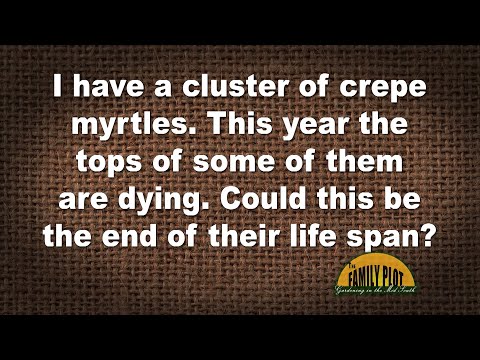 Video: Informasi Crepe Myrtle - Pelajari Tentang Umur Crepe Myrtle