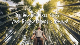 The Bamboo Tree Story: Why Success Takes Time – Don't Give Up!