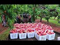 Embracing natures beauty thunderstorms to peach picking on a serene day