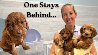 Goldendoodle Puppy Go Home Day - Week 8