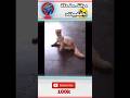 مواقف مضحكة للحيوانات تحشيش ضحك Funny Cat اكسبلور 100k