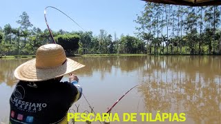 TEM DIFICULDADES DE PEGAR TILÁPIAS EM PESQUEIROS?  TÁ AQUI A MELHOR DICA PRA PEGAR MUITAS