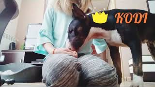Juego Educativo Con Bull Terrier Kodi1