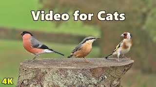 Videos for Cats to Watch - Cat TV  ~ Beautiful Birds in 4K ⭐ 8 HOURS ⭐ NEW ✔️