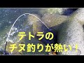 今、テトラのチヌ釣りが熱い！【黒鯛釣り　落とし込み　前打ち　ヘチ釣り】