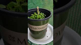 what are we growing??? Details