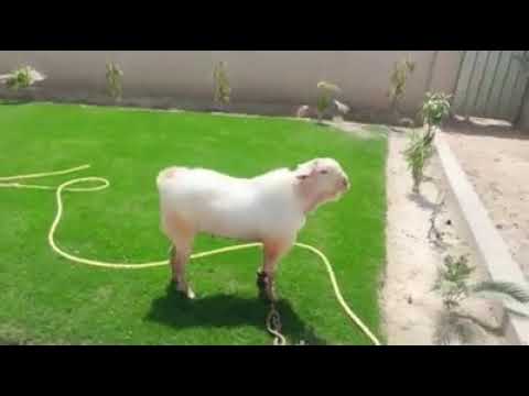 The goat teddi India