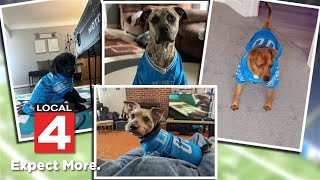 'It's flying off the shelves': Shop owners say Detroit Lions-inspired pet gear is in high demand