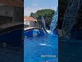 The First Dolphin Koa Did It Best Imo рџ Їрџђ Koa Sandy Lanikai Dolphinadventures The First Dolphin Koa Did It Best Imo рџ Їрџђ Koa Sandy Lanikai Dolphinadventures