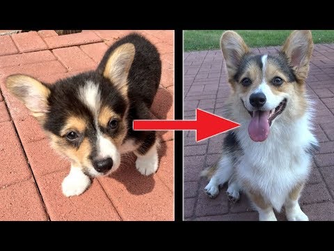 Louie Corgi