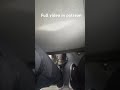 Candid Trample bus