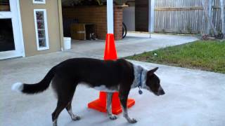 Bella - MAC - PNU with movement