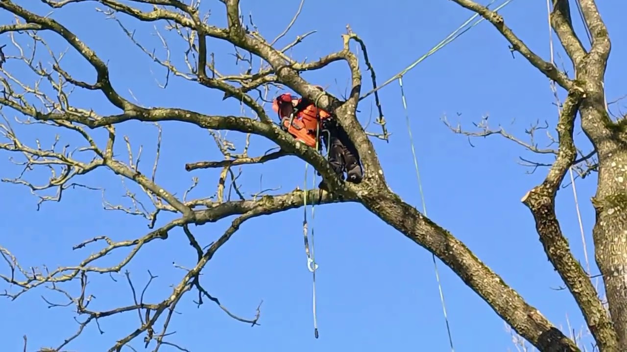 2026-02-14 Hyrdeskolen Cutting a sick ash tree