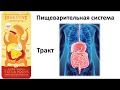 8.1 Пищеварительный тракт(8 класс) - биология, подготовка к ЕГЭ и ОГЭ 2019