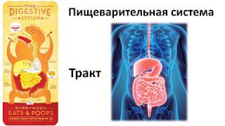 8.1 Пищеварительный тракт(8 класс) - биология, подготовка к ЕГЭ и ОГЭ 2019