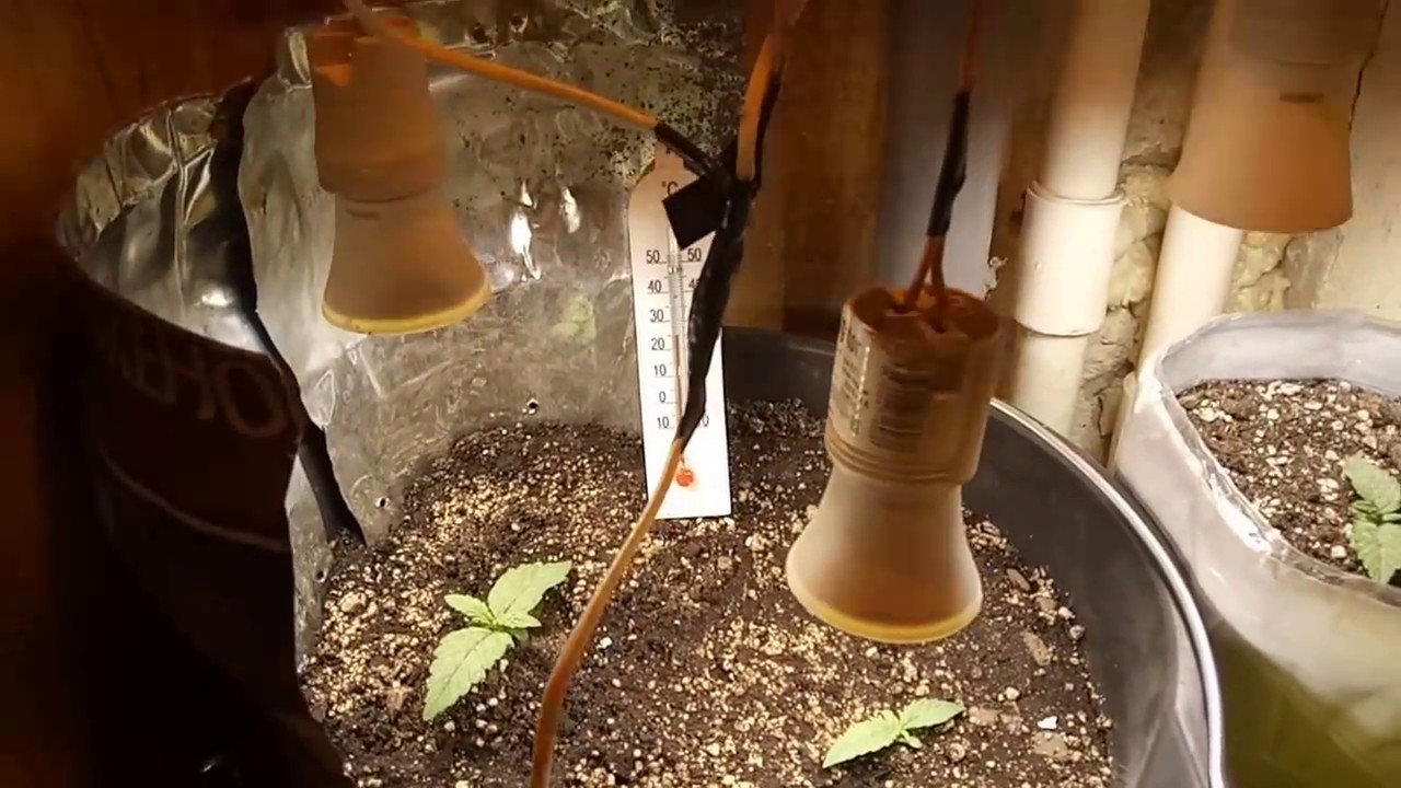 Посадка семени конопли как приготовить масло из марихуаны