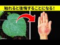 触れるだけで炎症が数年間続く毒性の植物とは？！