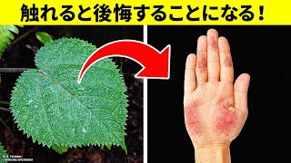 触れるだけで炎症が数年間続く毒性の植物とは？！