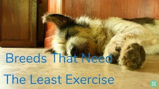 10 Dog Breeds That Need The Least Exercise by Tailwise 220 views 5 years ago 49 seconds