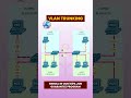 How to work Vlan Trunking #infonetworkinsider #vlan #trunks #routing #ccna #cisconetworking