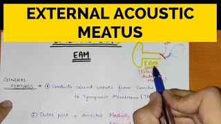 External Ear - 1 | External Acoustic Meatus screenshot 2