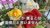 バラの水揚げ方法 生花を長持ちさせる秘訣 Youtube