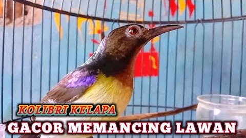 kolibri kelapa | manggar | wiceh | korlap gacor  memancing lawan | pancingan dan masteran