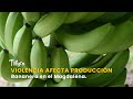 Violencia Afecta Producción Bananera en el Magdalena - TvAgro por Juan Gonzalo Angel