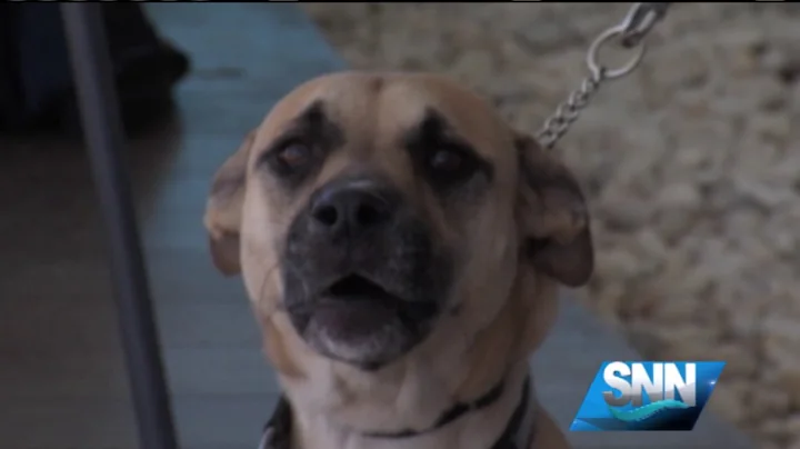 SNN: Can An Old Dog Learn New Tricks?