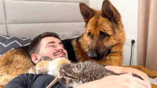 German Shepherd Confused by Tiny Kittens on Human Dad's Chest